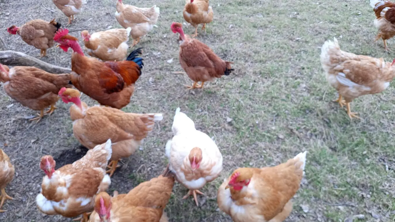 Poulets ferme du Puy Barra