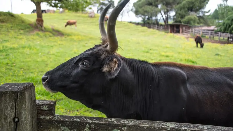 Parc du Thot Arrivee_Loups 1_Aurochs