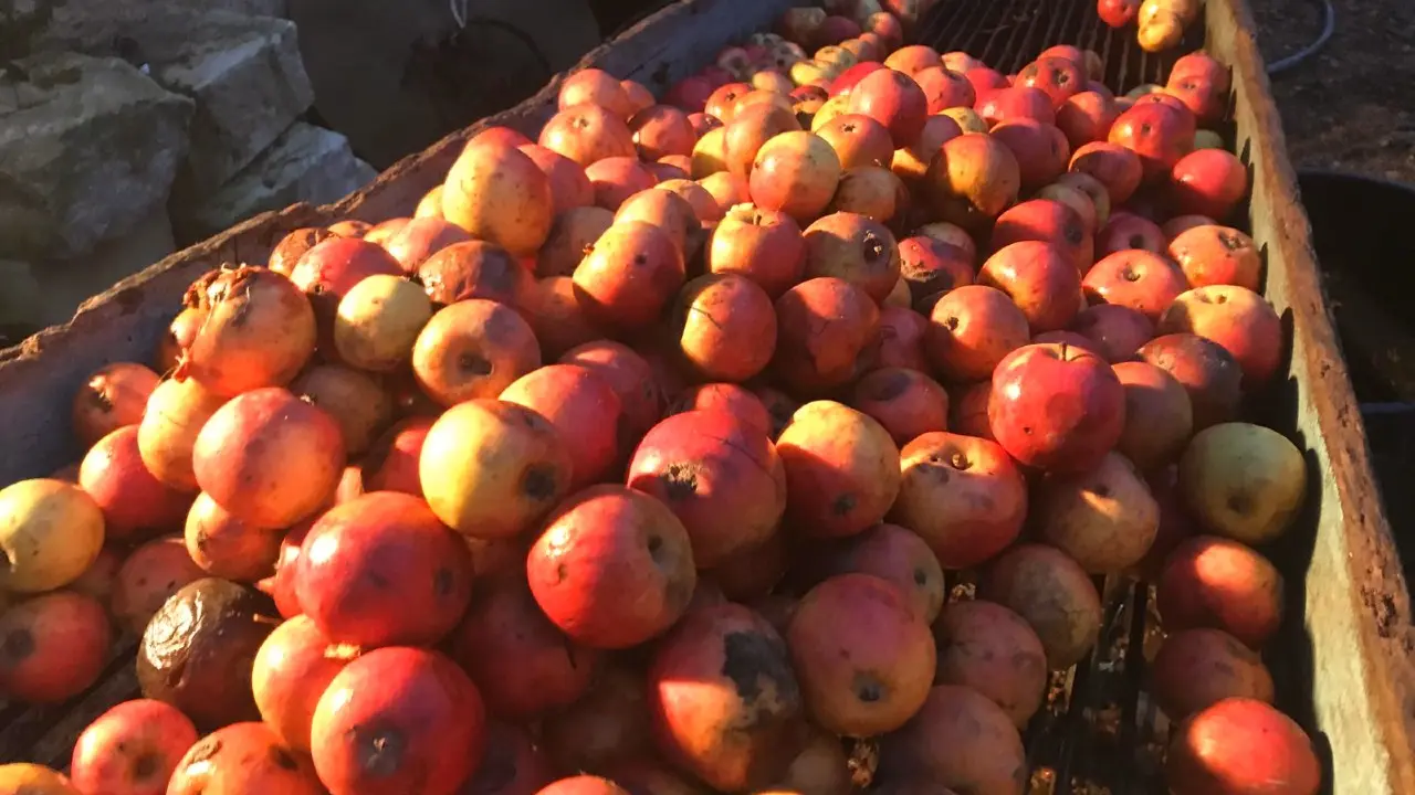 Maison Rouge - Cidre du Sud-Ouest