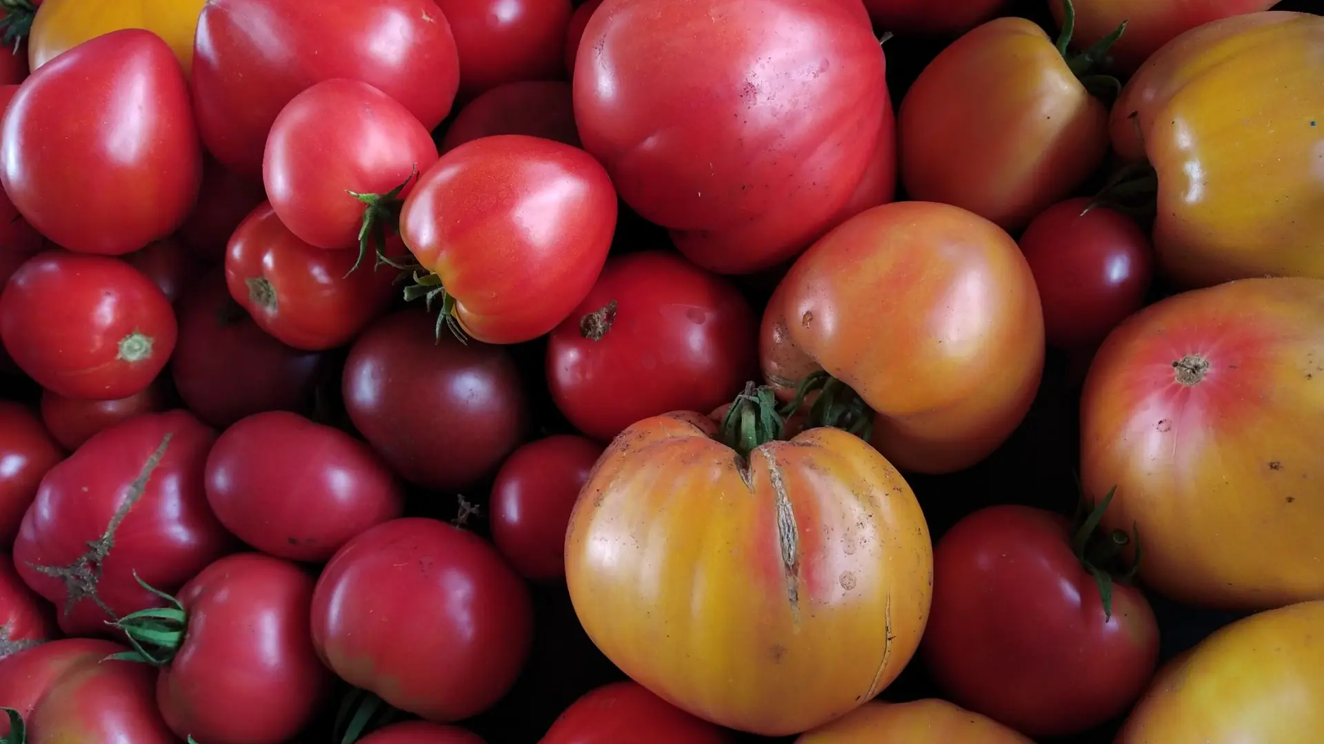 Tomates