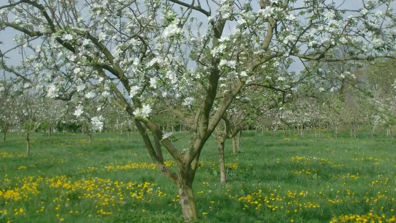 Verger en fleurs