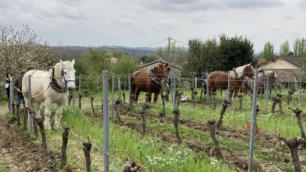 Vin-Expérience-Villefranche-de-lonchat-chevaux