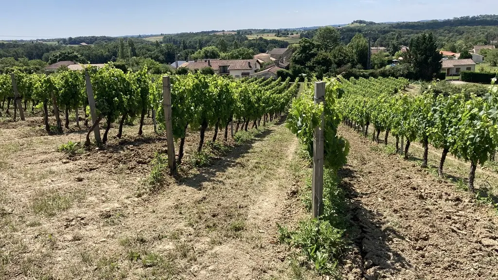 Vin-Expérience-Villefranche-de-lonchat-vignes-soleil