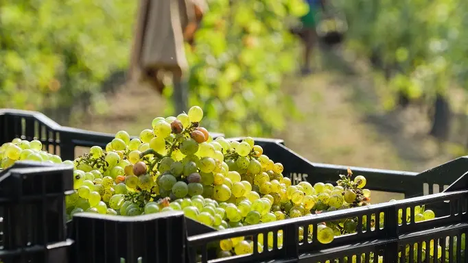 Le Chenin_DomainedelaPointe_OTILAS