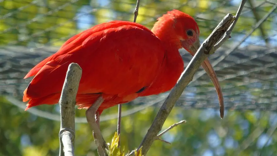 Zoo de Mescoules (1)