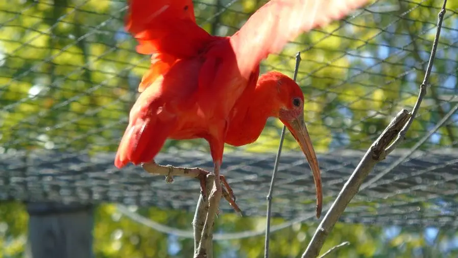 Zoo de Mescoules (11)