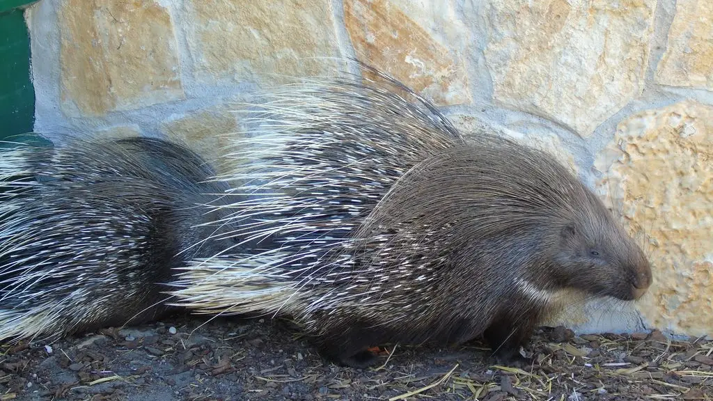 Zoo de Mescoules (4)