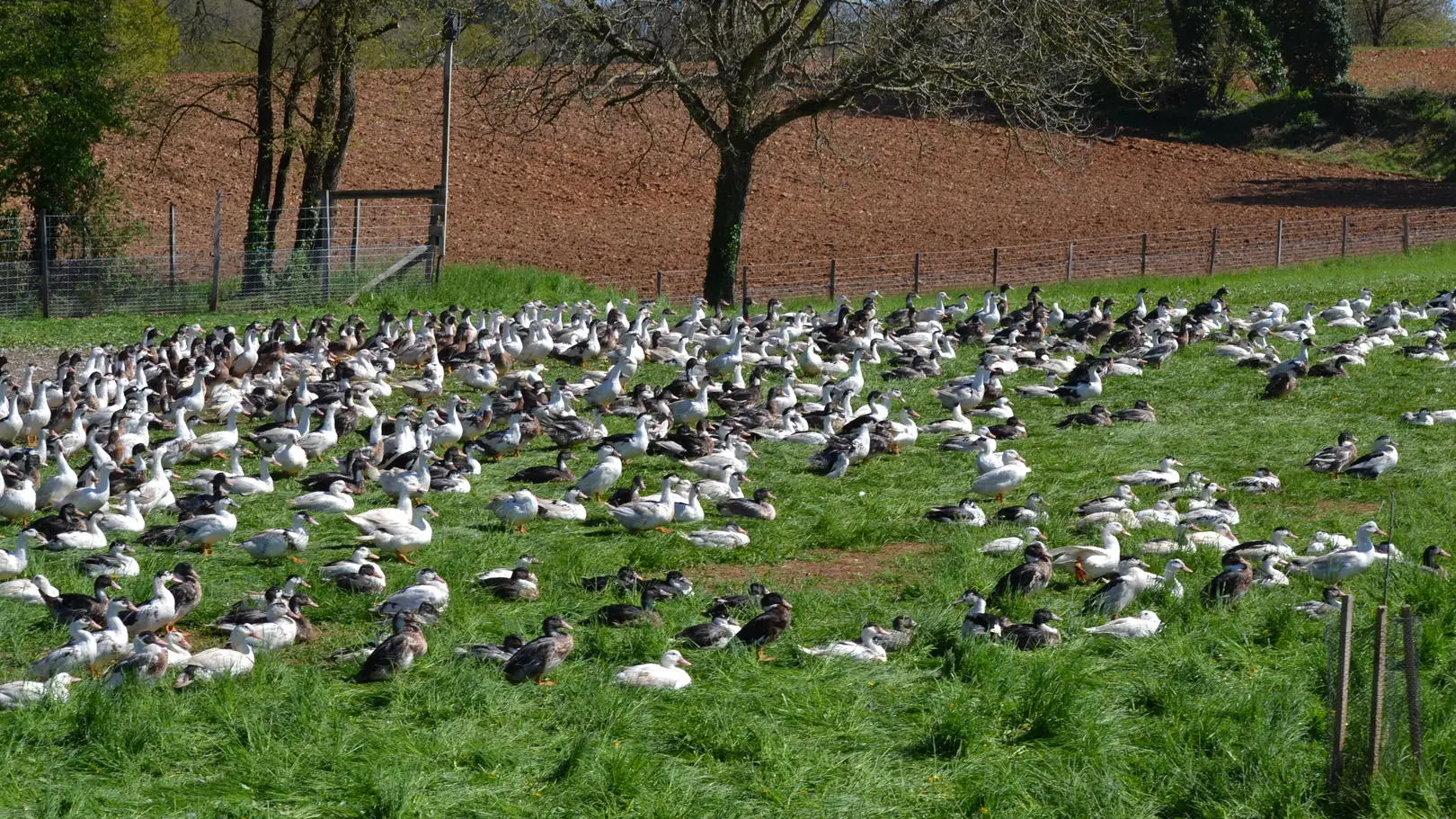 canards-en-plein-air---ferme-des-fages