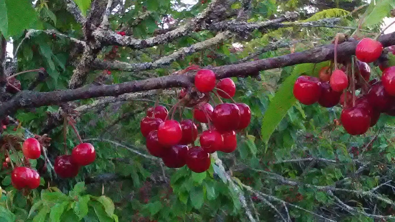 cerises Ferme de Labaurie