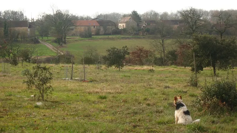 chien paysageS