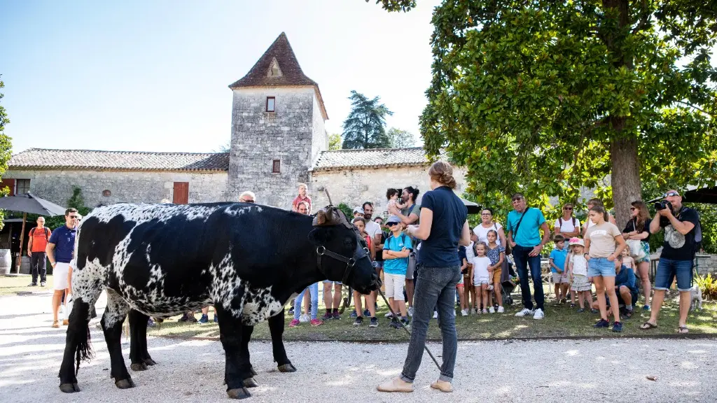 attelage boeuf bordelais Bridoire chateau animations