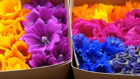 Plantes aromatiques médicinales et fleurs comestibles bio