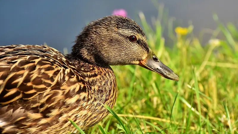 duck-3712779_1280