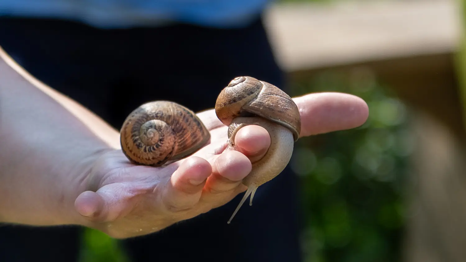 escargots visite 2024 web-8