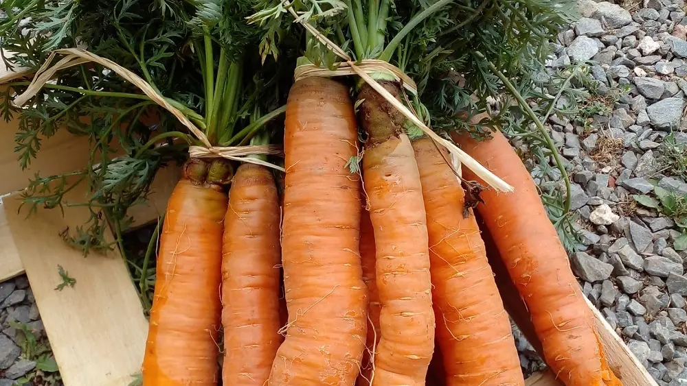 ferme-tourenne-carottes