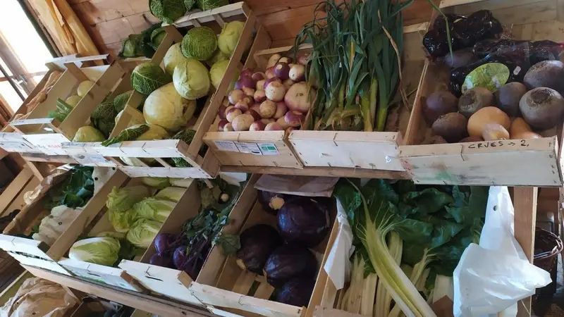 jardin-dognon-legumes