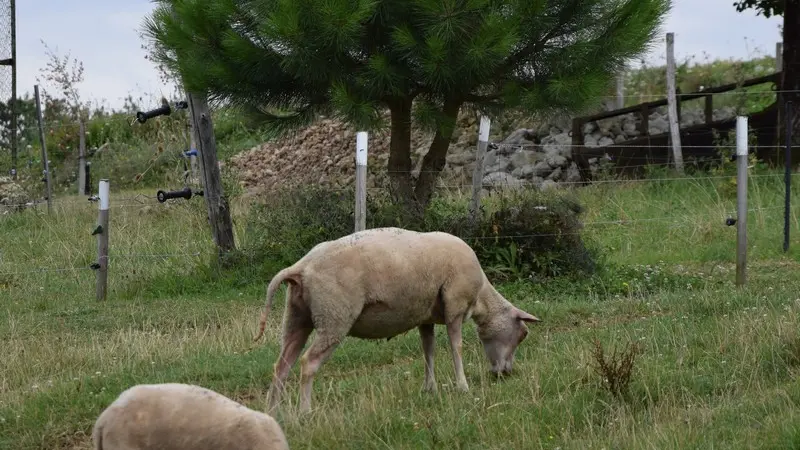 la-ferme-de-marcel-st-aquilin (43)