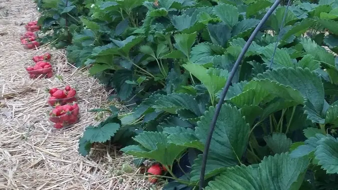 la-ferme-de-marcel-st-aquilin-fraises (1)