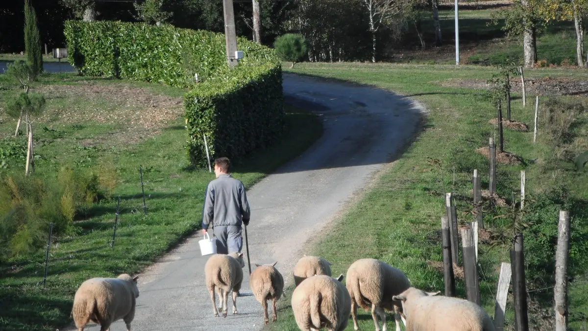 la-ferme-de-marcel-st-aquilin-moutons