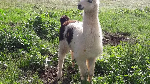 lama