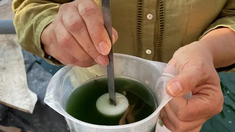 spiruline-arlequin-st-sauveur