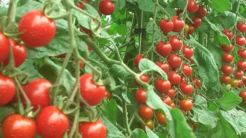 potager de la vergne (2)