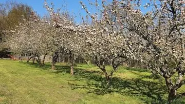 pommiers en fleurs