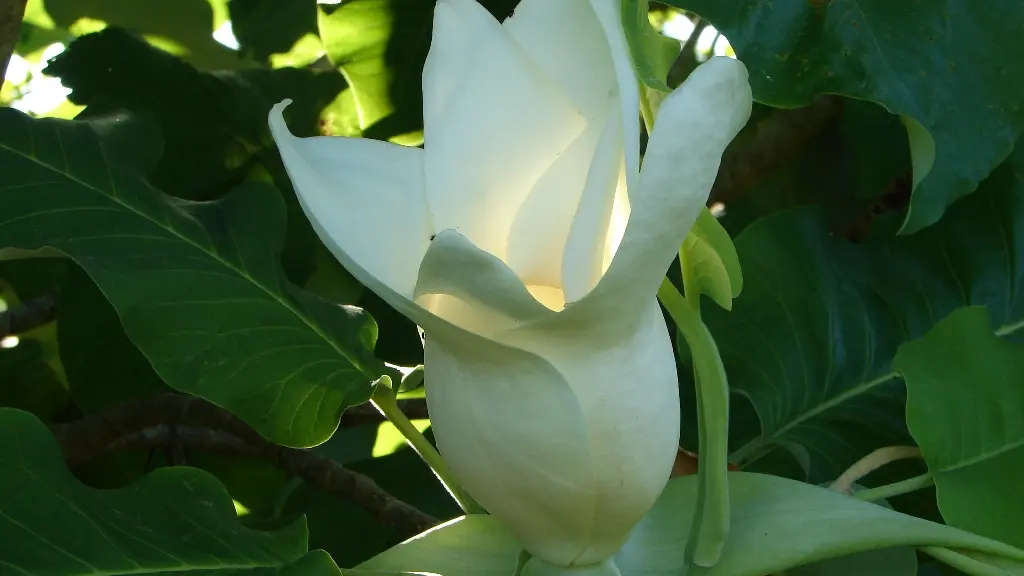 parc botanique Neuvic Fleur de Magnolia Macrophylla