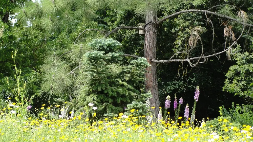 parc botanique Neuvic pin et fleurs jaunes