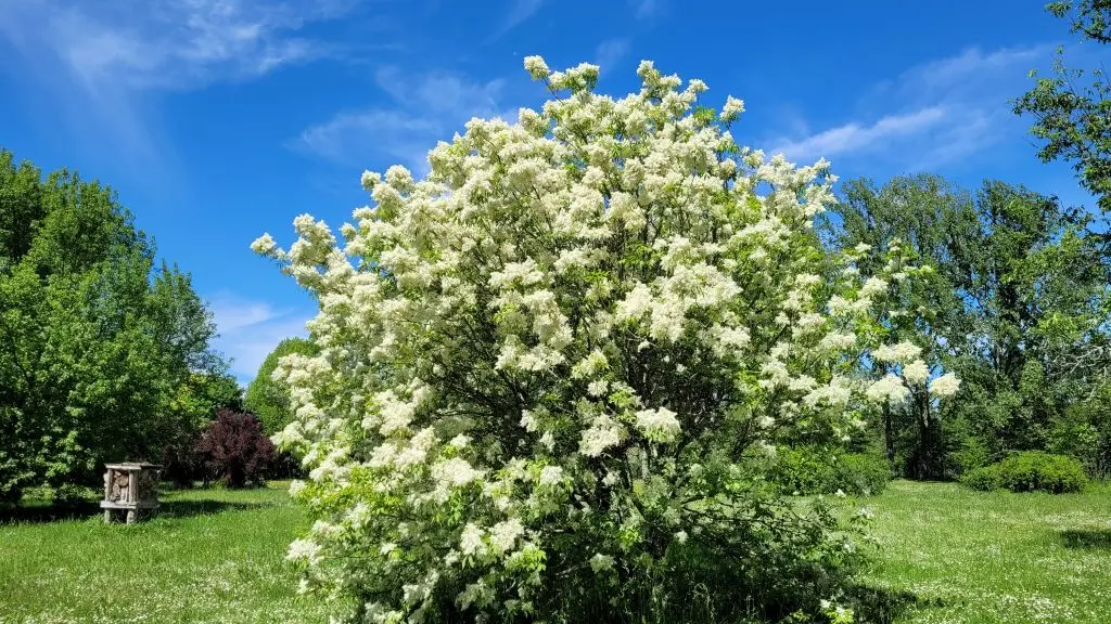 parc-botanique-neuvic