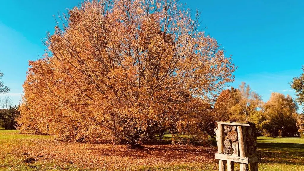 parc botanique neuvic couleurs d'automne