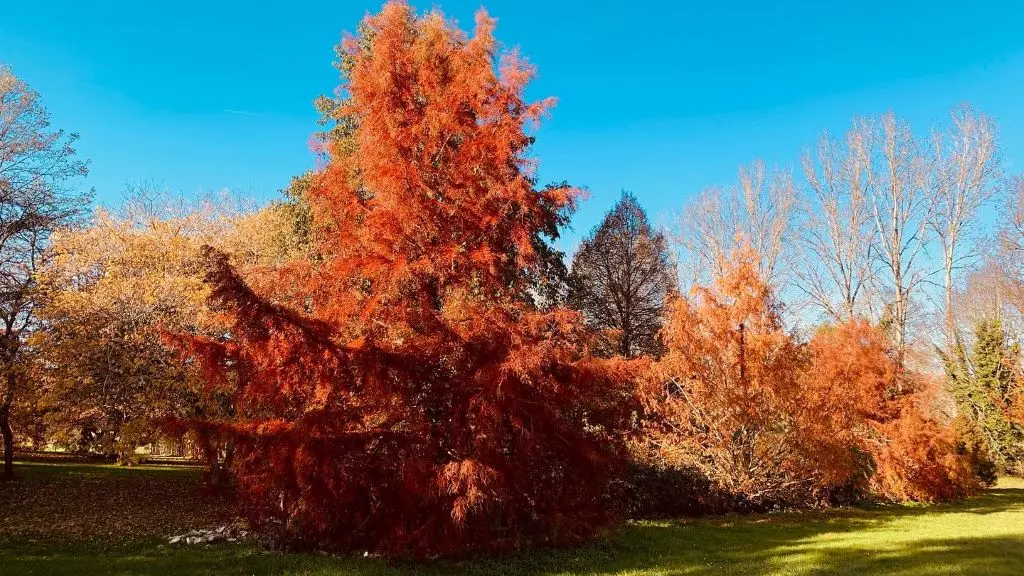 parc botanique neuvic couleurs d'automne