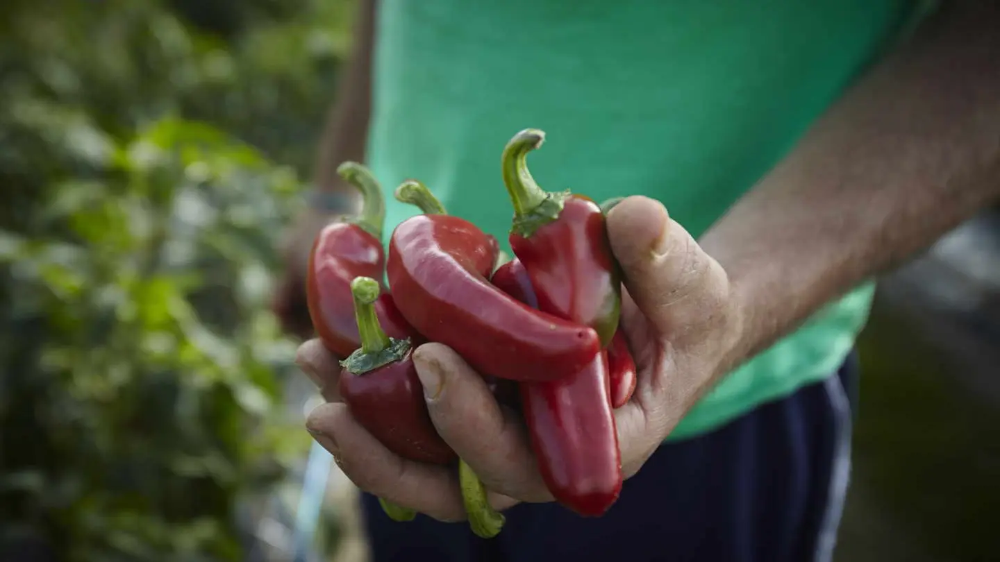 piment 3
