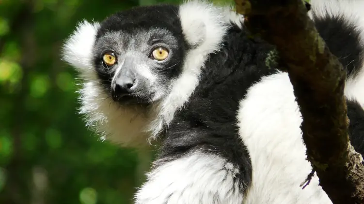 reserve zoologique de calviac