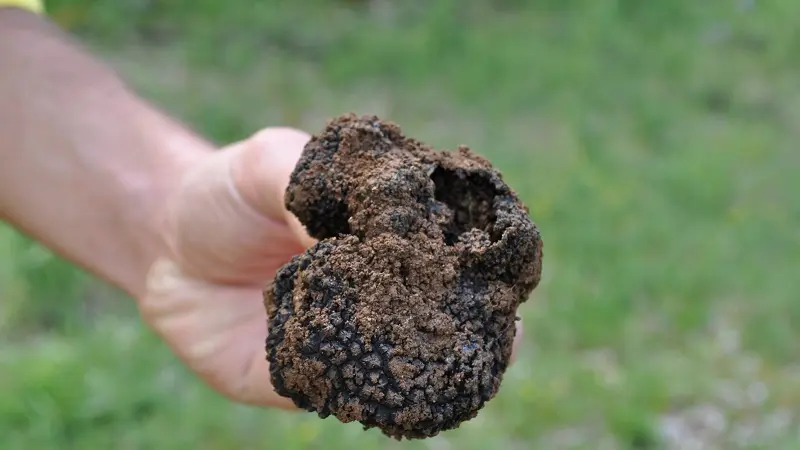 truffeS