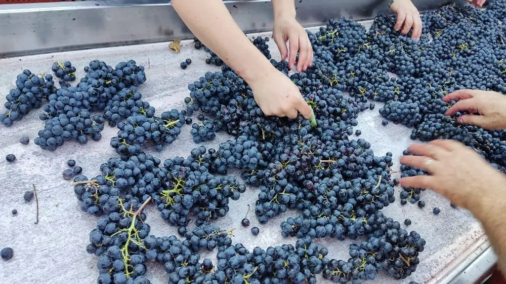 tri des baies_vendanges_Domaine de Combet