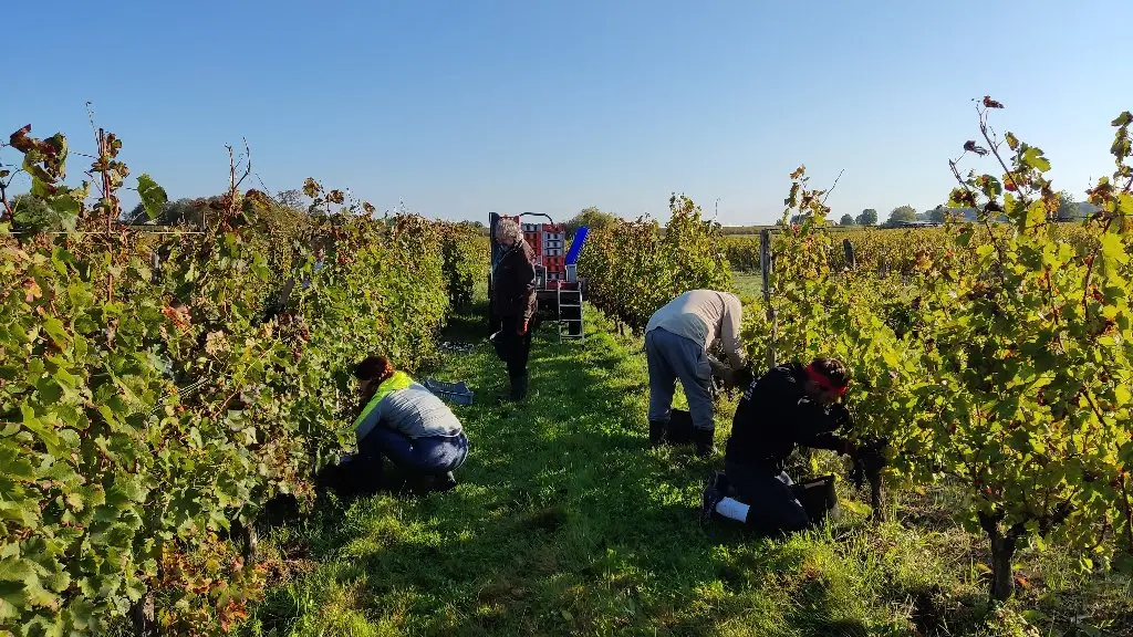 vendangeurs_Domaine de Combet