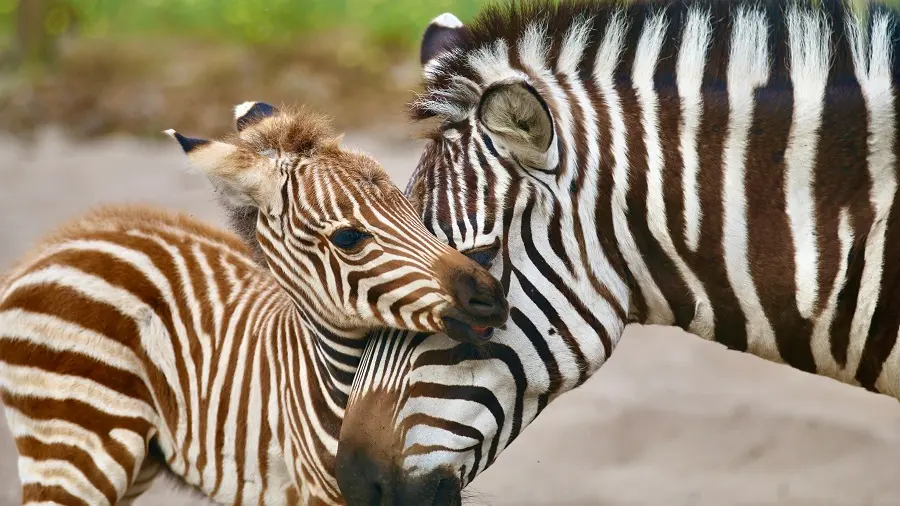 zoo-labenne-bb-zebre
