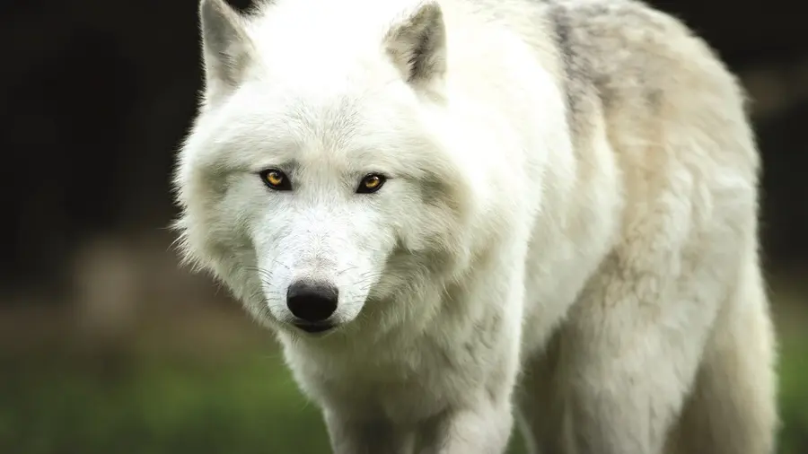 zoo-labenne-loup