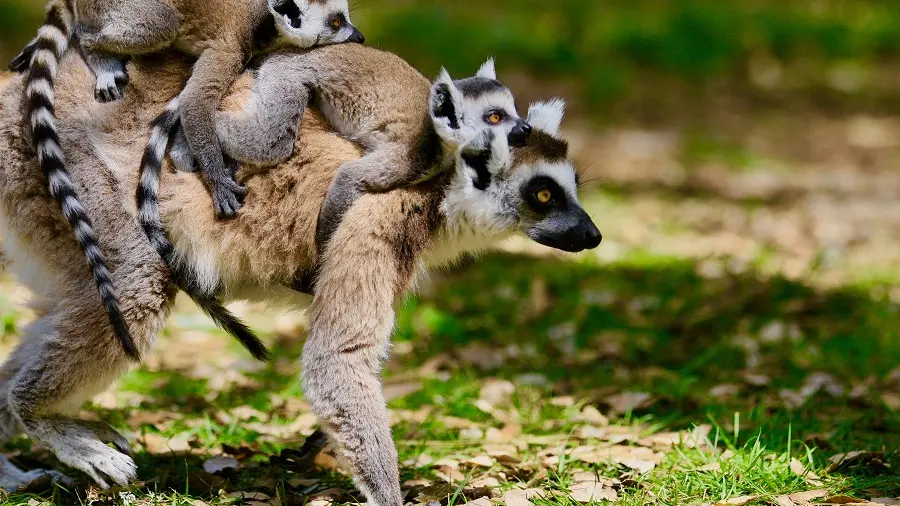 zoo-labenne-lemurien-bb-0519