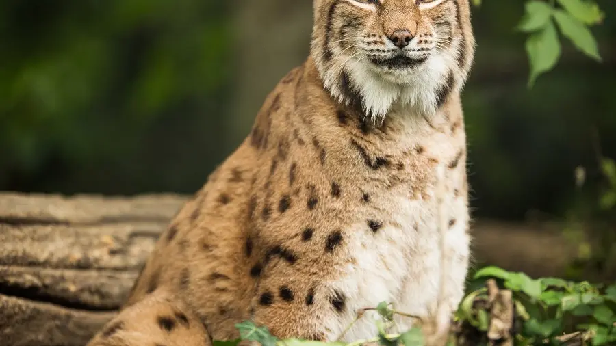 zoo-labenne-lynx-d'europe