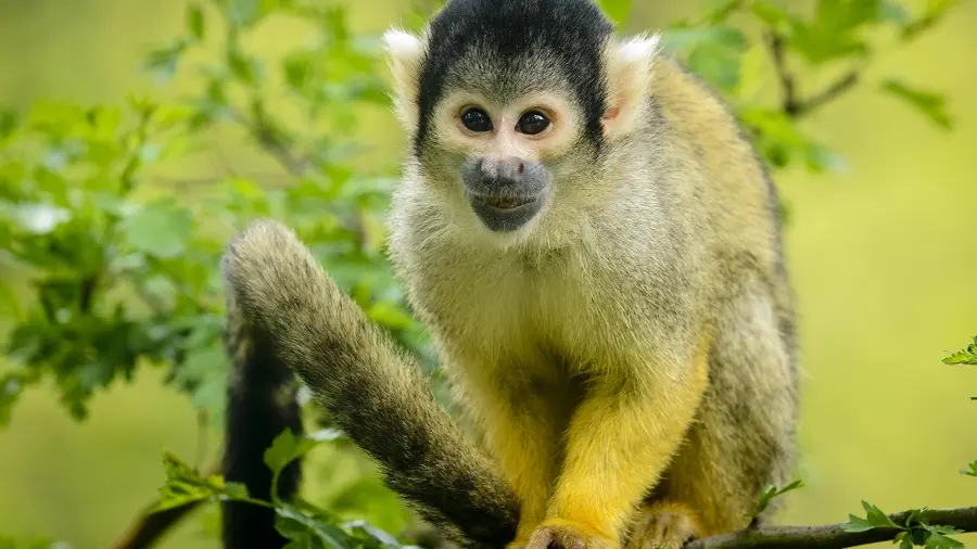 zoo-labenne-saimiri-tete-noire-2