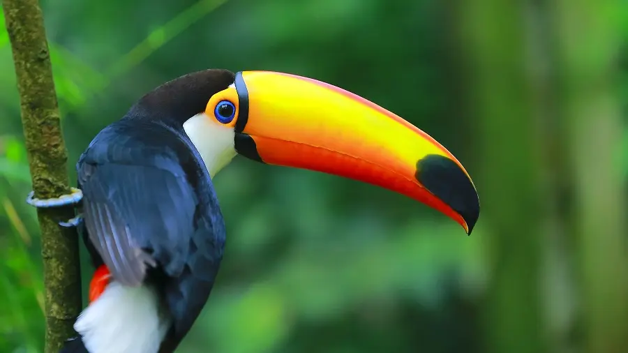 zoo-labenne-toucan-toco-0724