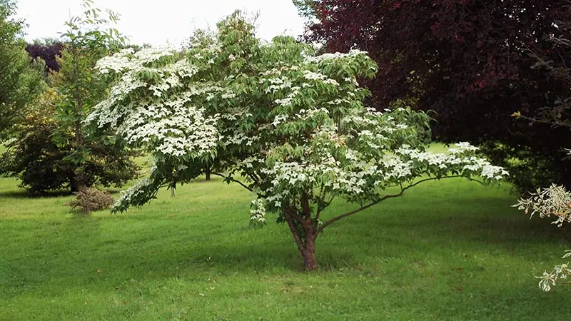 Arboretum-Adeline-Cornus-kousa-'Schmetterling'