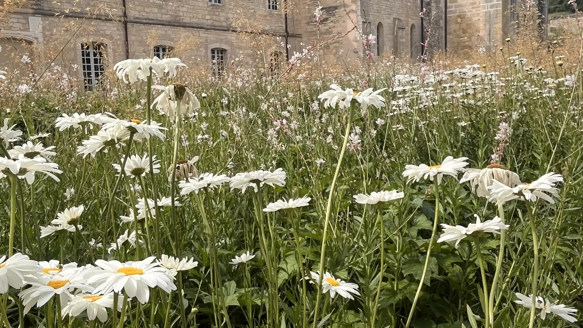 Marguerites dans le jardin oriental de Noirlac
