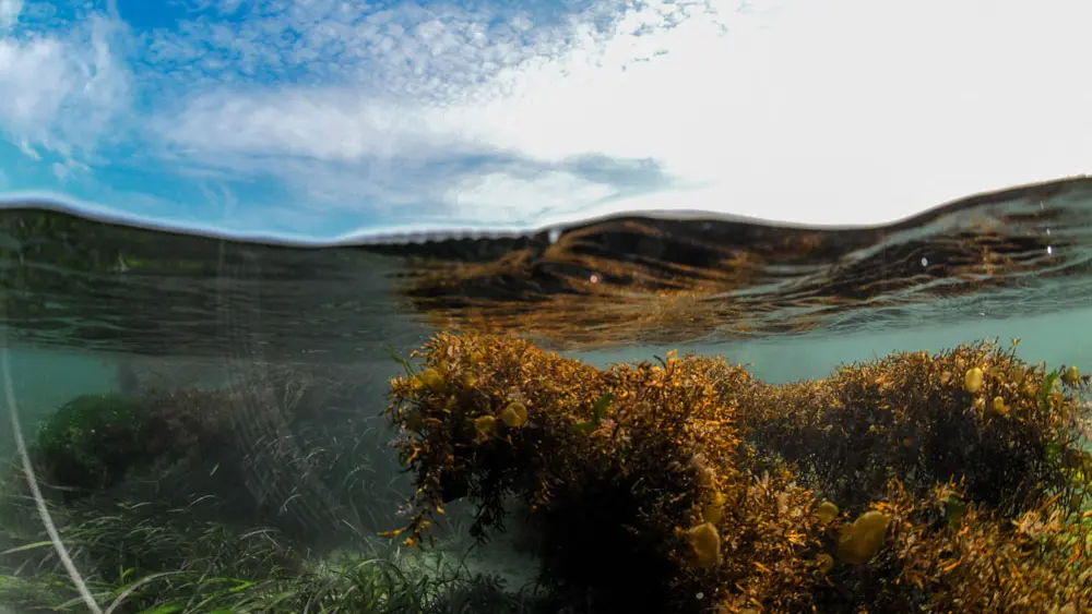 Semi sous-marin SPLUJ