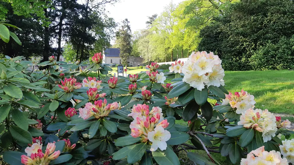 Rhododendron Horizon Monarch