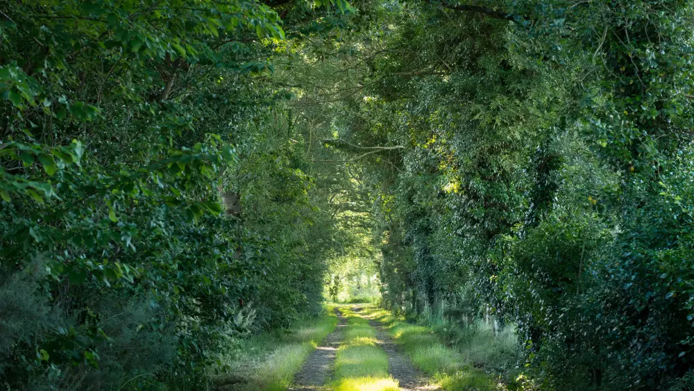 Le marais de Gannedel