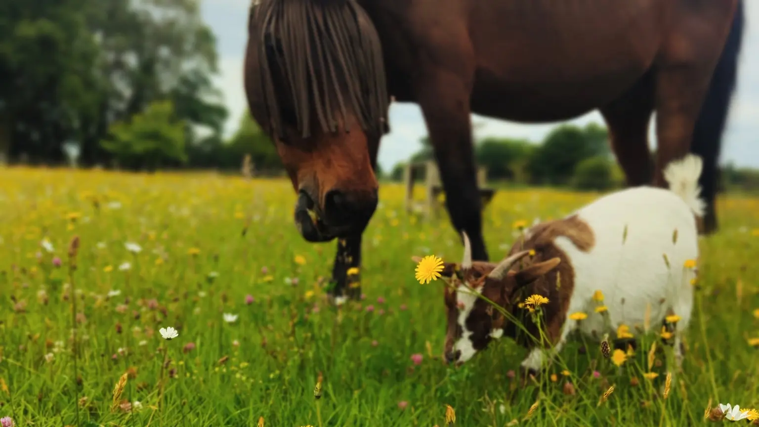 Cheval et chèvre