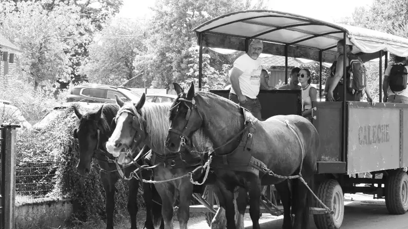 Calèche_de_Brocéliande_balade_contes_Tréhorenteuc_DestinationBrocéliande3